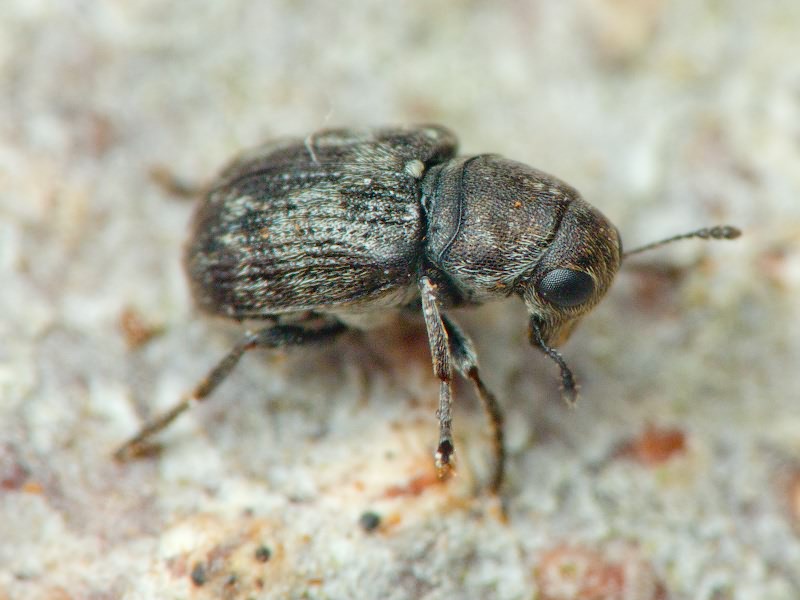 Rhaphitropis marchica (Herbst, 1797)